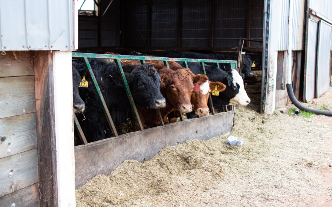 Cows in a line feeding